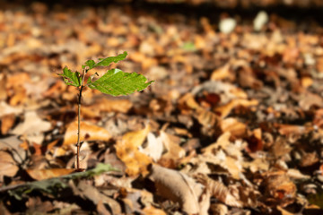 Single young beech tree beside colorful autumn leaves in october in forest