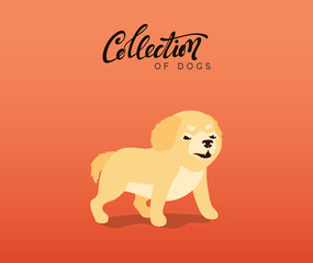 Obraz premium Cute dogs labrador and golden retriever. Flat animal cartoon character.
