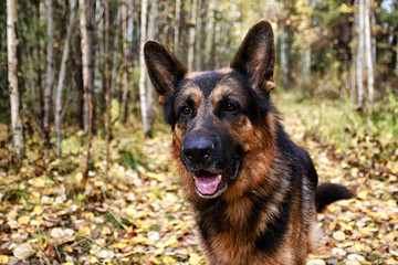 Dog German Shepherd in a forest in autumn