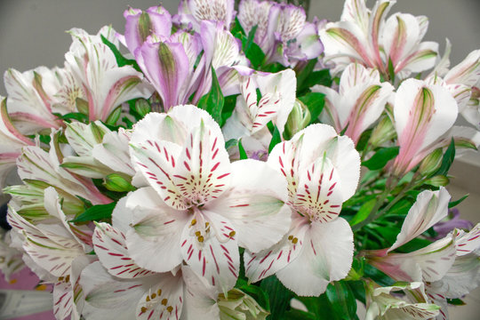 A bouquet of flowers lilac white Alstroemeria