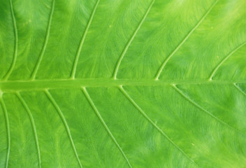 close up on green leaves texture with leaf vein