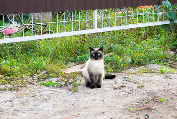 Beautiful Siamese Purebred Cat with Blue Eyes playing in the Green Grass in Summer - Pets Care Concept