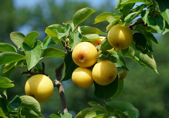 close up on yellow Asian pear on the tree