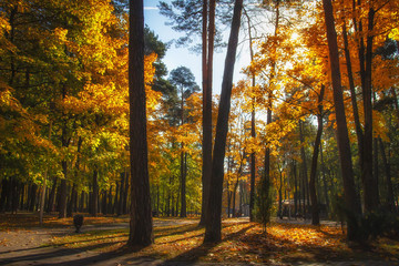 Autumnal park. Fall. Colourful autumn nature in sunny park