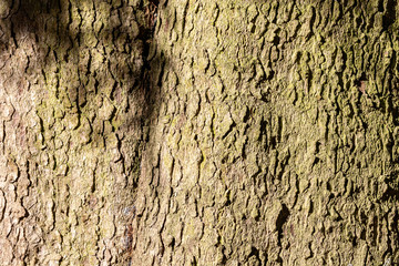 Close up view of the bark of a spruce tree