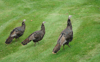 close up on wild turkeys on the meadow
