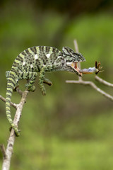 Chameleon Attack