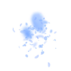 Dark blue flower petals falling down. Attractive romantic flowers explosion. Flying petal on white s