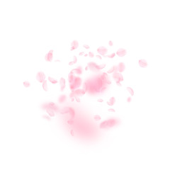 Obraz na płótnie Canvas Sakura petals falling down. Romantic pink flowers explosion. Flying petals on white square backgroun