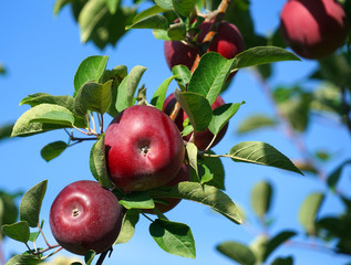red apples on the tree in harvest season