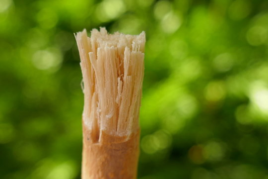 Miswak or Siwak.traditional  toothbrush Miswak on green blurred background (Salvadora persica).alternative toothpaste.dental health by nature