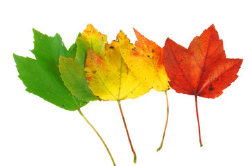 colorful autumn maple leaves isolated on white background