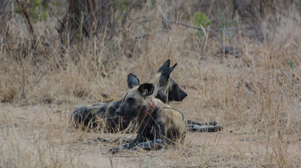 Afrikanische Wildhunde in der Savanne vom in Simbabwe, Südafrika