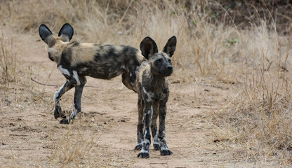 Afrikanische Wildhunde in der Savanne vom in Simbabwe, Südafrika