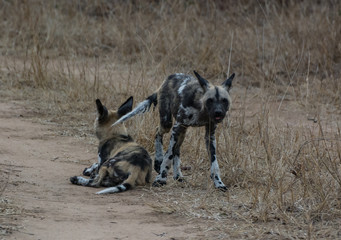 Afrikanische Wildhunde in der Savanne vom in Simbabwe, Südafrika