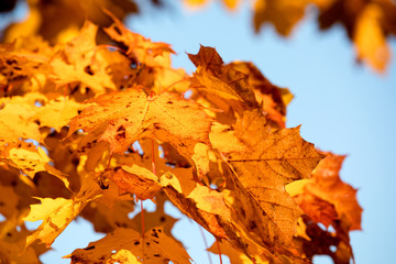 Red and Orange Autumn Leaves Background. Maple Tree