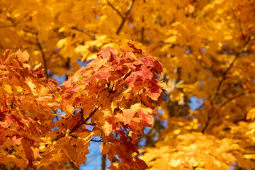 Red and Orange Autumn Leaves Background. Maple Tree