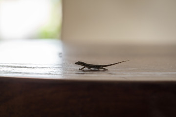 small lizard walking on wooden table