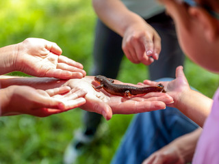 Little newt surrounded by many hands