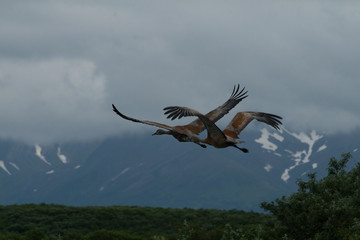 Sandhill Cranes flying