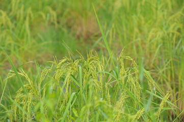 Close up the yellow green rice field.