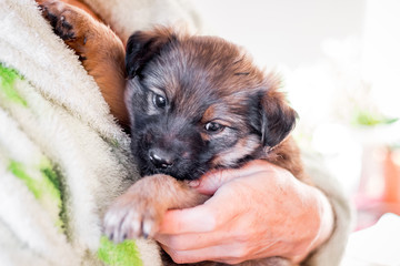 A small puppy in a woman's arms. Love to animals_