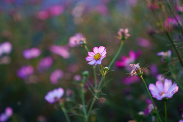 Fototapeta na wymiar field of wild flowers