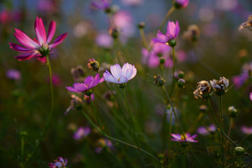 Fototapeta premium field of wild flowers