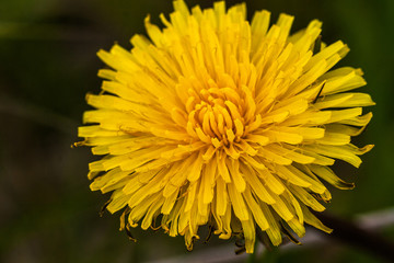 Dandelion