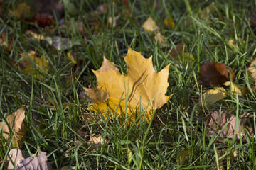 Yellow maple leaf lying on the grass. Golden autumn, leaf fall