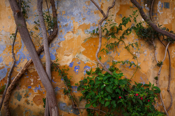 Plants and an old building in Anafiotika neighborhood in the old town of Athens, Greece. 
