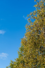 Fototapeta premium Birch tree during autumn in the Brecon Beacons National Park.