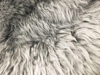 Gray wool texture background. Natural fluffy fur sheep wool skin texture. Apart of luxury white long wool coat, beige color carpet, close-up macro, for background and wallpaper