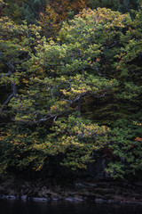 Autumnal trees and foliage in Brecon Beacons National Park, Wales.