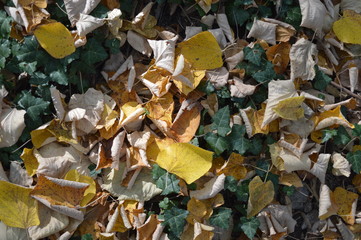 autumn leaves background