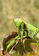 Green mantis in the garden, closeup