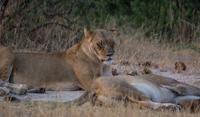 Naklejka na ściany i meble Löwin in der Savanne vom in Zimbabwe, Südafrika 