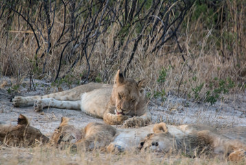 Löwin in der Savanne vom in Zimbabwe, Südafrika	