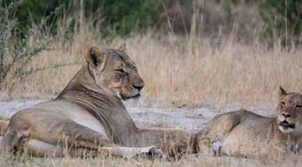 Löwin in der Savanne vom in Zimbabwe, Südafrika	