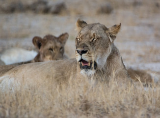 Löwin in der Savanne vom in Zimbabwe, Südafrika	