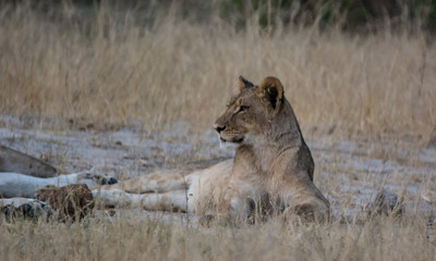 Löwin in der Savanne vom in Zimbabwe, Südafrika	