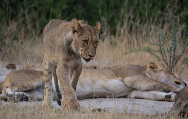 Löwin in der Savanne vom in Zimbabwe, Südafrika	