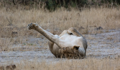Löwin in der Savanne vom in Zimbabwe, Südafrika	