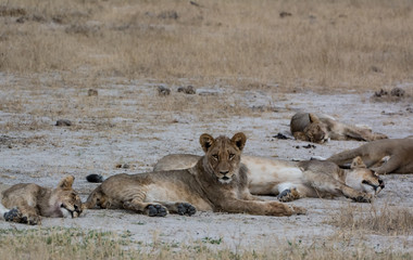 Löwin in der Savanne vom in Zimbabwe, Südafrika	