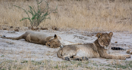Löwin in der Savanne vom in Zimbabwe, Südafrika	