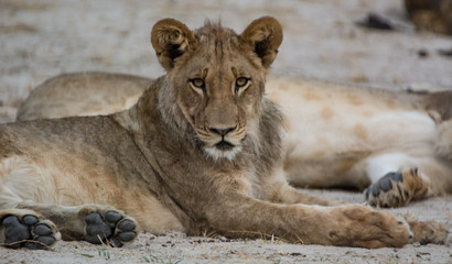 Löwin in der Savanne vom in Zimbabwe, Südafrika	