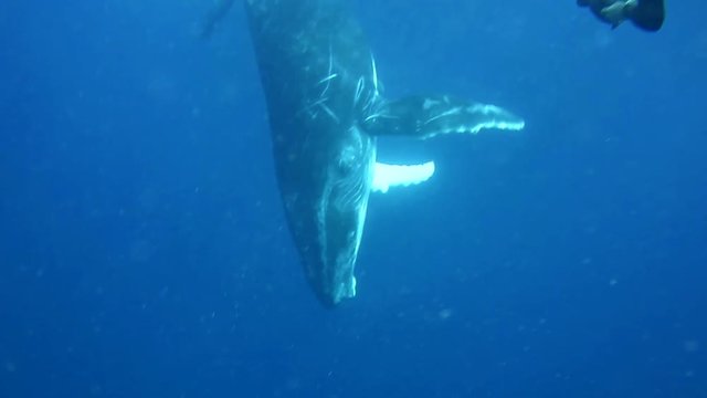 Humpback whale swims under a diver, Vava'u, Tonga.