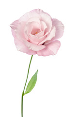 Beautiful Eustoma flower isolated on white background