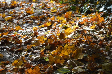 autumn leaves on the ground