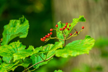 世界遺産　五箇山　相倉合掌集落